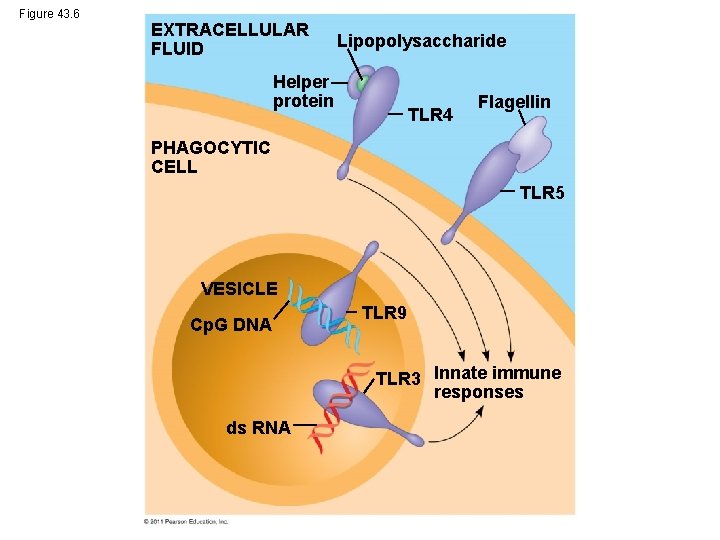 Figure 43. 6 EXTRACELLULAR FLUID Lipopolysaccharide Helper protein TLR 4 Flagellin PHAGOCYTIC CELL TLR