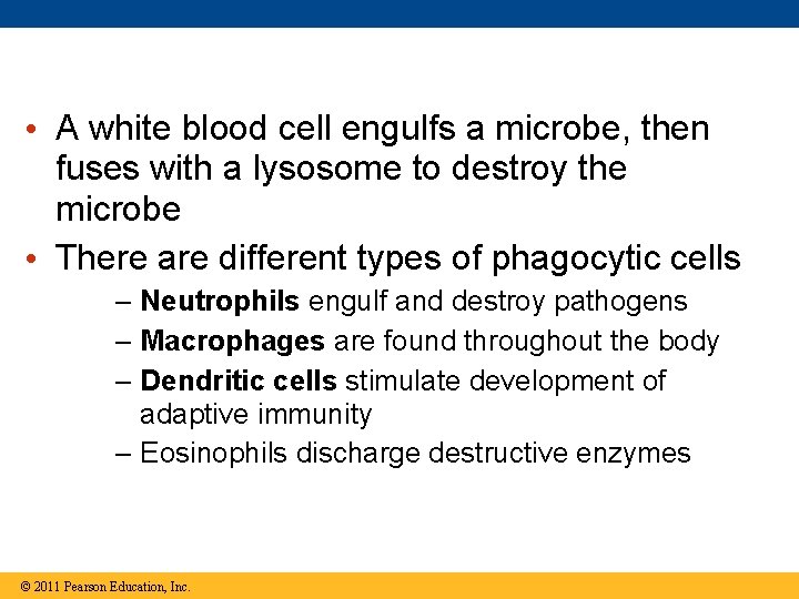  • A white blood cell engulfs a microbe, then fuses with a lysosome