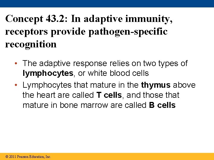 Concept 43. 2: In adaptive immunity, receptors provide pathogen-specific recognition • The adaptive response