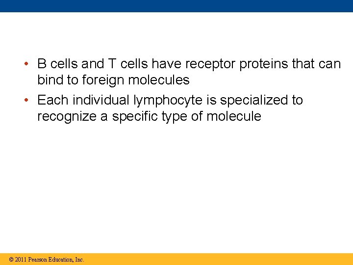  • B cells and T cells have receptor proteins that can bind to