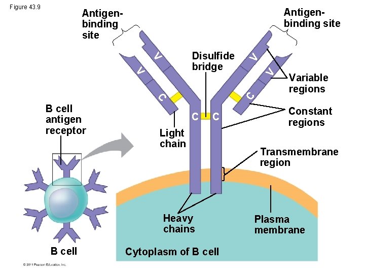 Figure 43. 9 Antigenbinding site C C C Light chain Heavy chains B cell