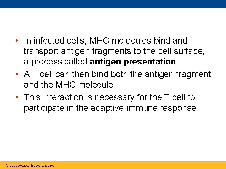  • In infected cells, MHC molecules bind and transport antigen fragments to the