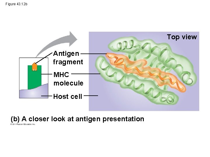 Figure 43. 12 b Top view Antigen fragment MHC molecule Host cell (b) A