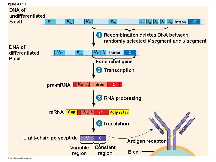 Figure 43. 13 DNA of undifferentiated V 37 B cell V 39 V 38