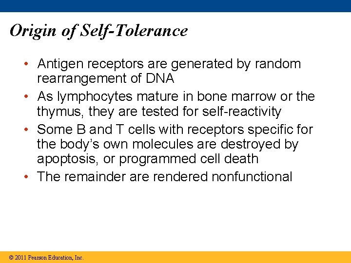 Origin of Self-Tolerance • Antigen receptors are generated by random rearrangement of DNA •