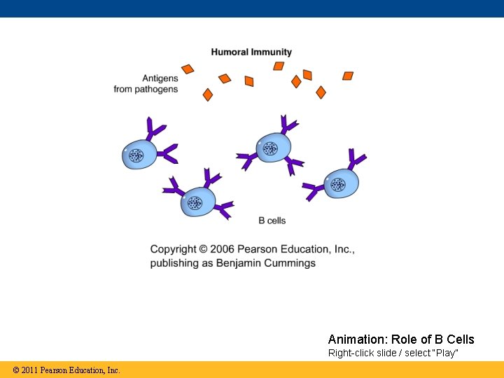 Animation: Role of B Cells Right-click slide / select “Play” © 2011 Pearson Education,