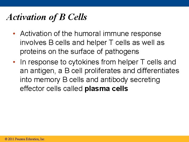 Activation of B Cells • Activation of the humoral immune response involves B cells