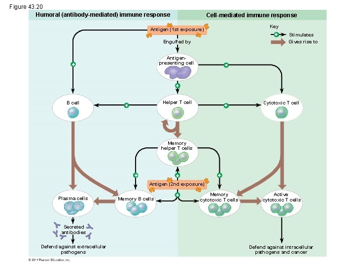 Figure 43. 20 Humoral (antibody-mediated) immune response Cell-mediated immune response Key Antigen (1 st