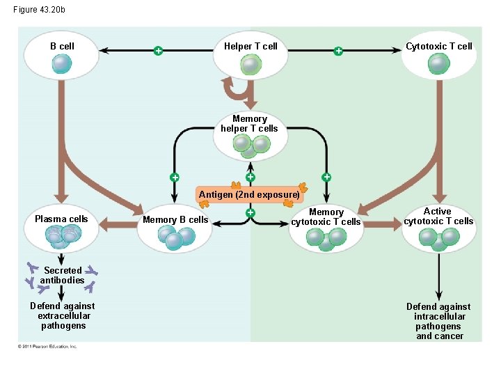 Figure 43. 20 b B cell Helper T cell Cytotoxic T cell Memory helper