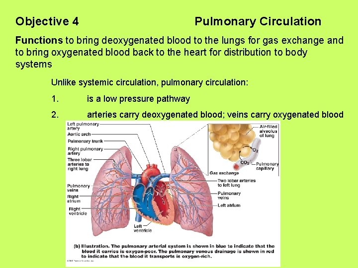 Objective 4 Pulmonary Circulation Functions to bring deoxygenated blood to the lungs for gas