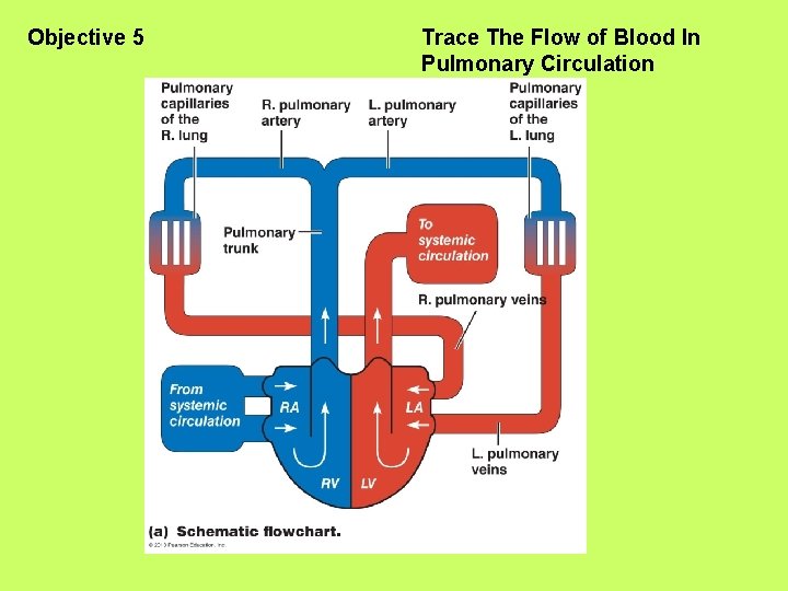 Objective 5 Trace The Flow of Blood In Pulmonary Circulation 