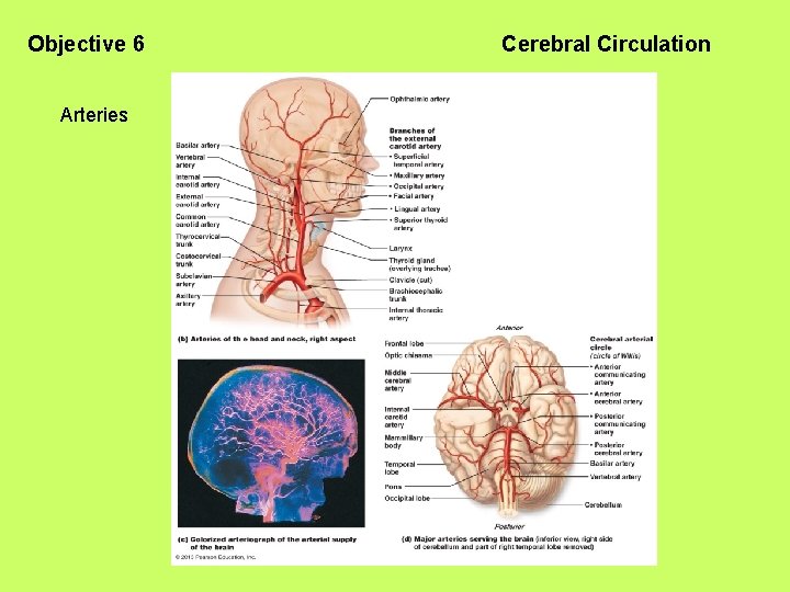 Objective 6 Arteries Cerebral Circulation 
