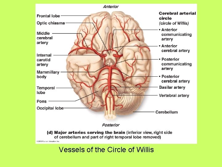 Vessels of the Circle of Willis 