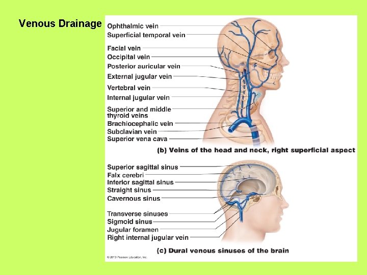 Venous Drainage 