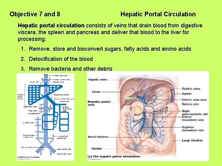 Objective 7 and 8 Hepatic Portal Circulation Hepatic portal circulation consists of veins that