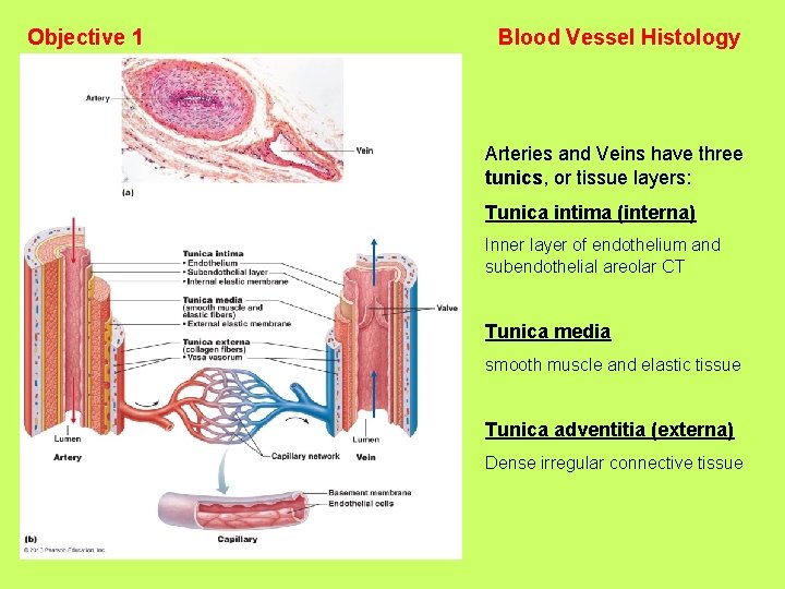 Objective 1 Blood Vessel Histology Arteries and Veins have three tunics, or tissue layers: