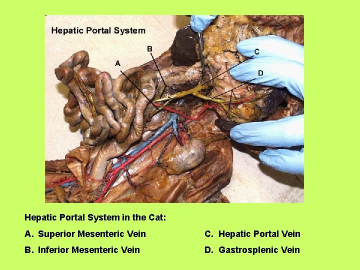 Hepatic Portal System in the Cat: A. Superior Mesenteric Vein C. Hepatic Portal Vein