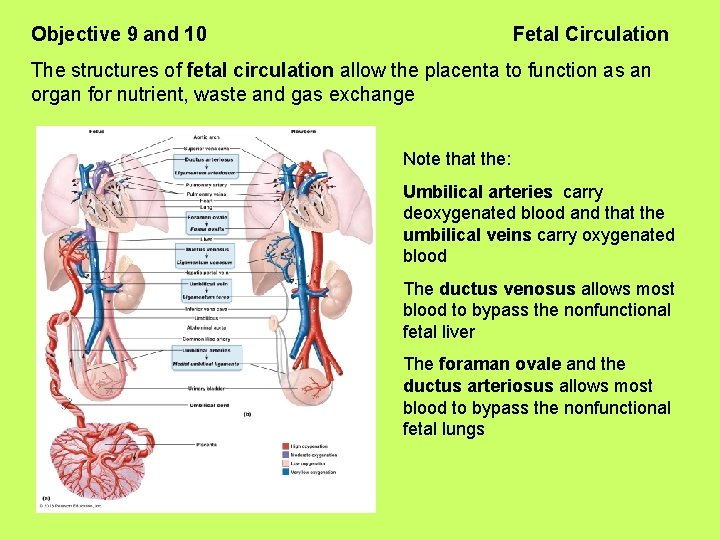 Objective 9 and 10 Fetal Circulation The structures of fetal circulation allow the placenta