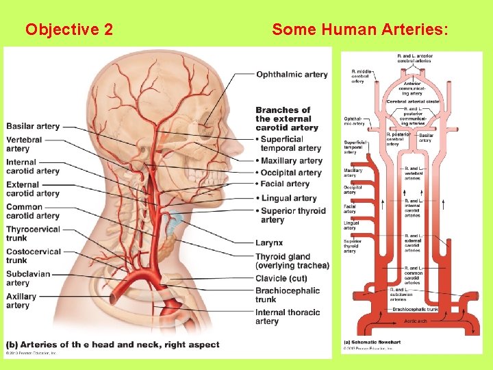 Objective 2 Some Human Arteries: 