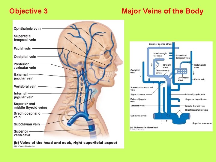 Objective 3 Major Veins of the Body 