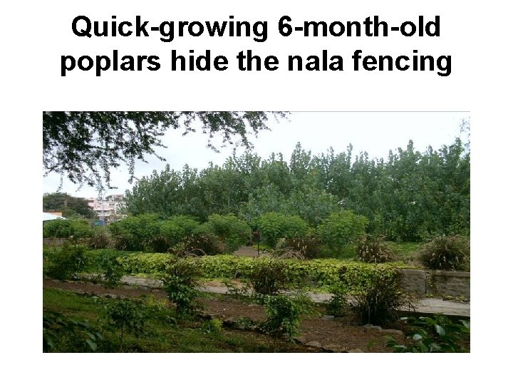 Quick-growing 6 -month-old poplars hide the nala fencing 