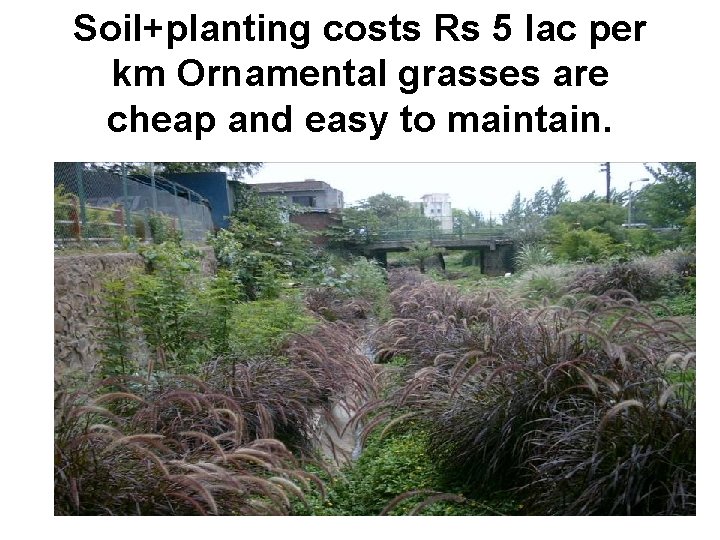 Soil+planting costs Rs 5 lac per km Ornamental grasses are cheap and easy to