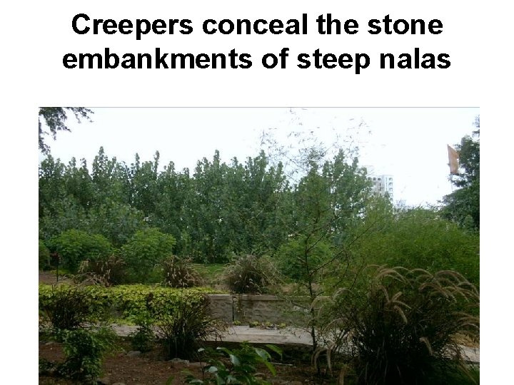 Creepers conceal the stone embankments of steep nalas 