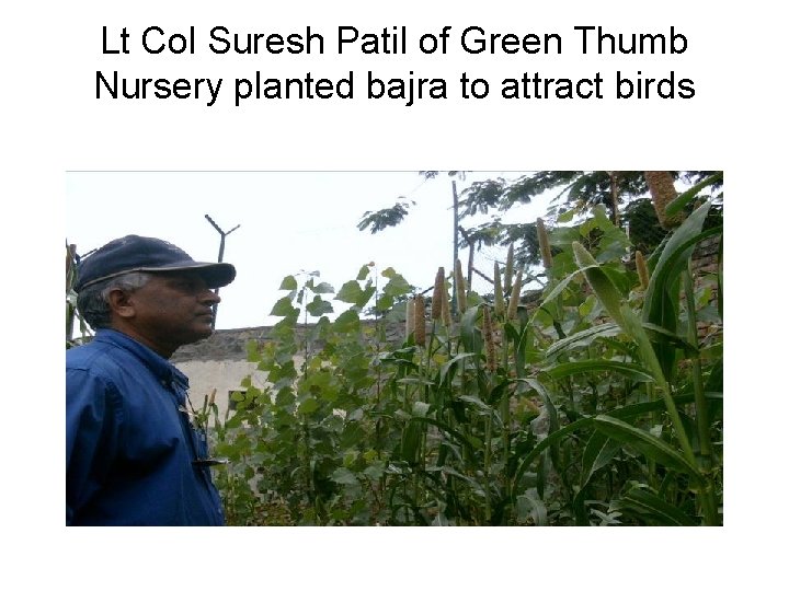Lt Col Suresh Patil of Green Thumb Nursery planted bajra to attract birds 