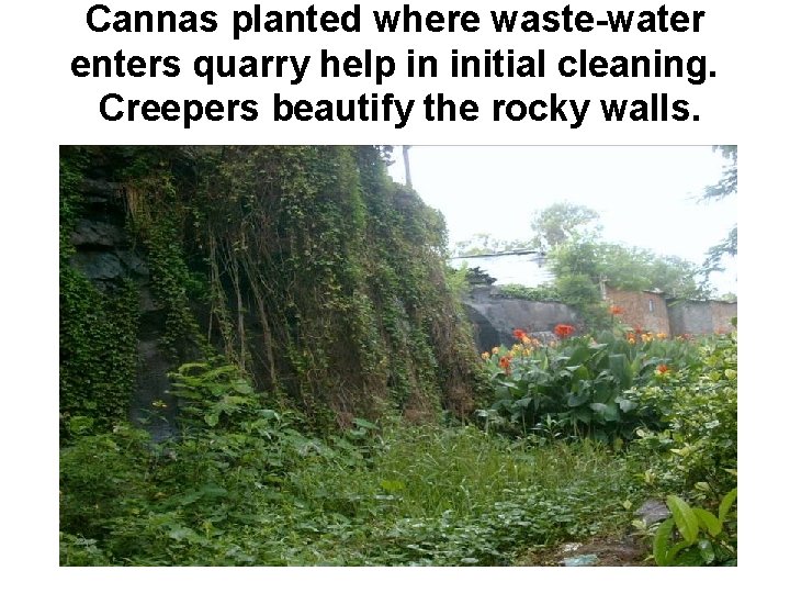 Cannas planted where waste-water enters quarry help in initial cleaning. Creepers beautify the rocky