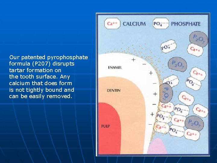 Our patented pyrophosphate formula (P 207) disrupts tartar formation on the tooth surface. Any