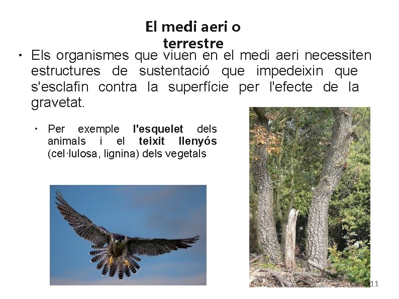 ● El medi aeri o terrestre Els organismes que viuen en el medi aeri