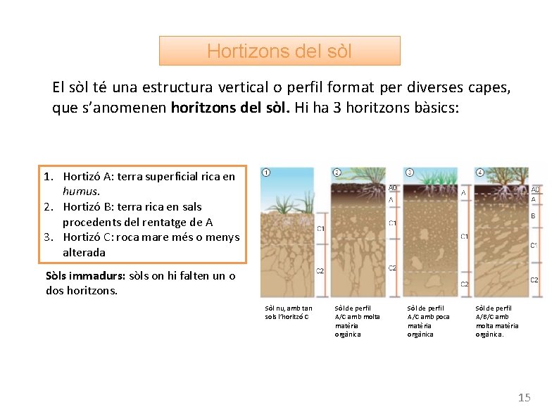 Hortizons del sòl El sòl té una estructura vertical o perfil format per diverses