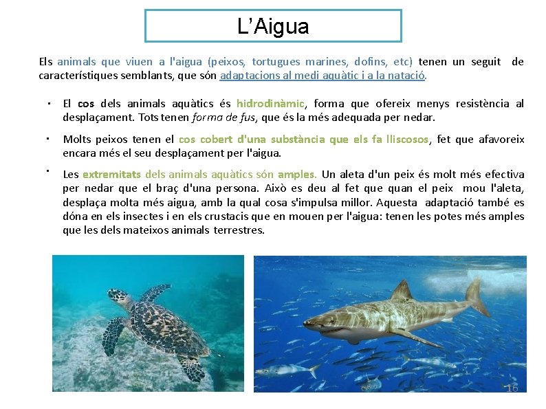 L’Aigua Els animals que viuen a l'aigua (peixos, tortugues marines, dofins, etc) tenen un