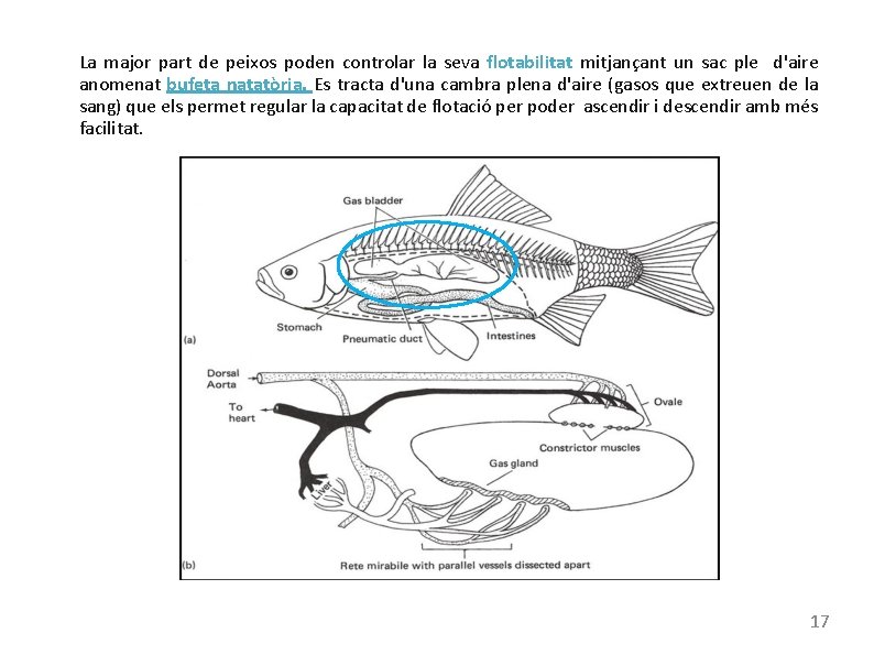 La major part de peixos poden controlar la seva flotabilitat mitjançant un sac ple