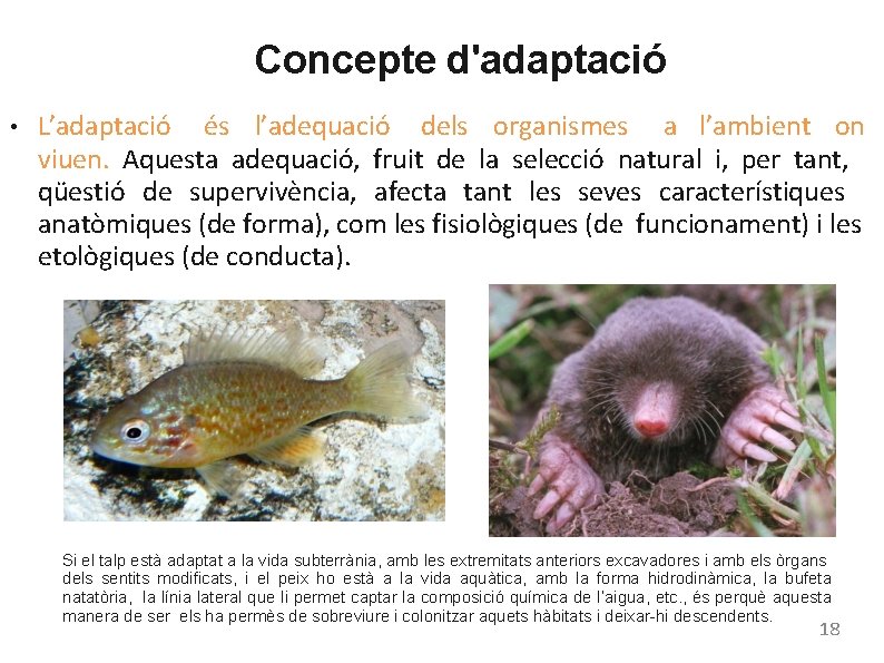 Concepte d'adaptació ● L’adaptació és l’adequació dels organismes a l’ambient on viuen. Aquesta adequació,