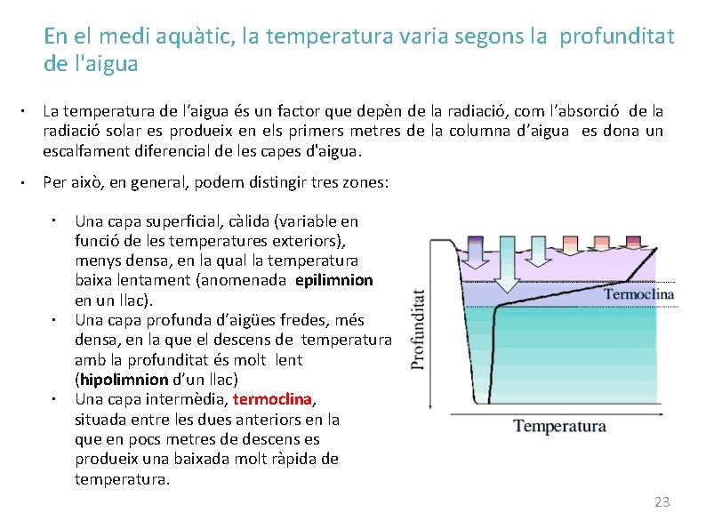 En el medi aquàtic, la temperatura varia segons la profunditat de l'aigua ● ●