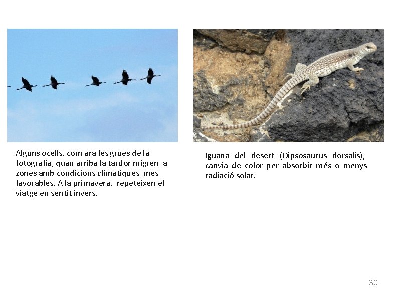Alguns ocells, com ara les grues de la fotografia, quan arriba la tardor migren