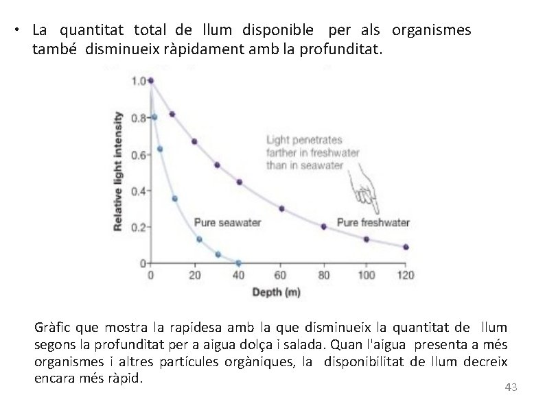● La quantitat total de llum disponible per als organismes també disminueix ràpidament amb