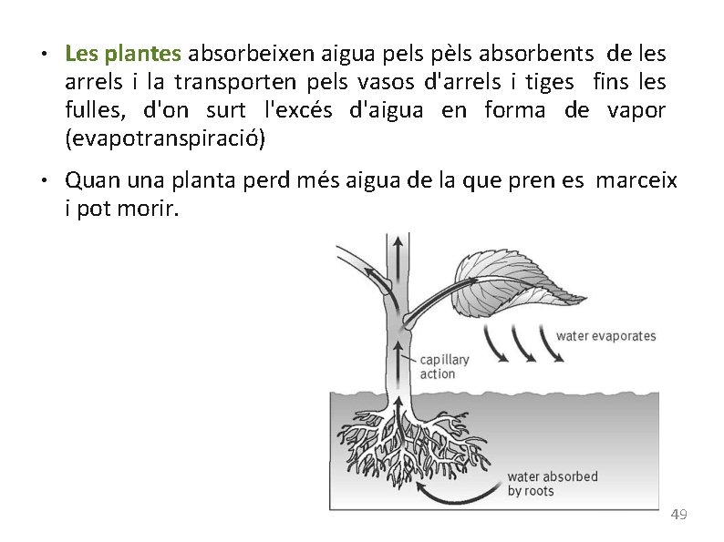 ● ● Les plantes absorbeixen aigua pels pèls absorbents de les arrels i la