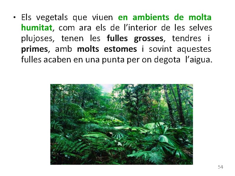 ● Els vegetals que viuen en ambients de molta humitat, com ara els de