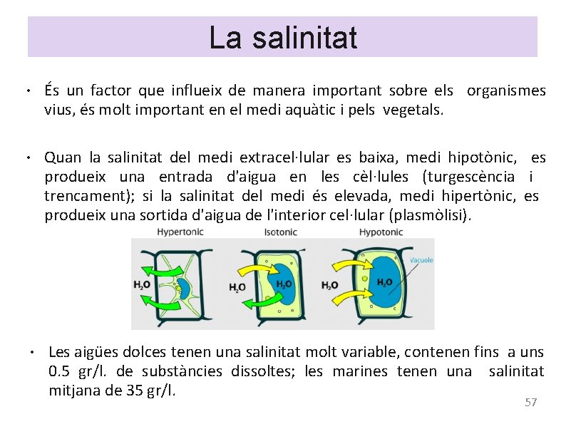 La salinitat ● ● ● És un factor que influeix de manera important sobre