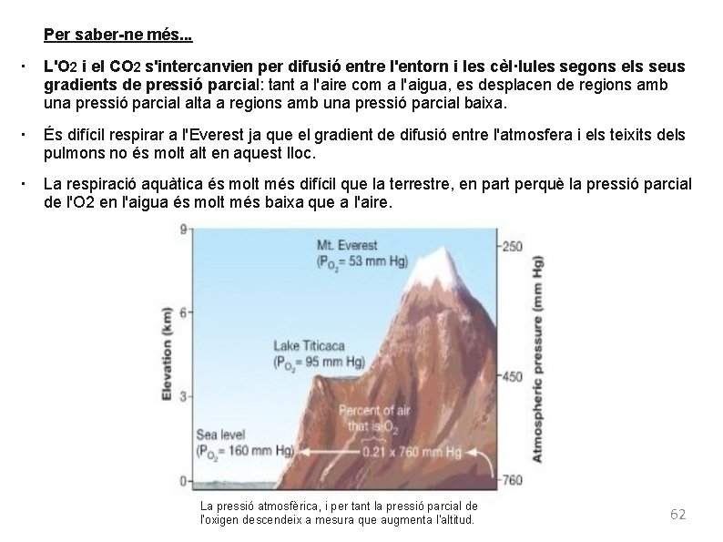 Per saber-ne més. . . ● ● ● L'O 2 i el CO 2