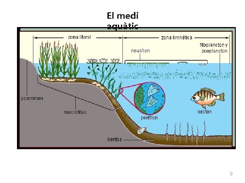 El medi aquàtic 9 