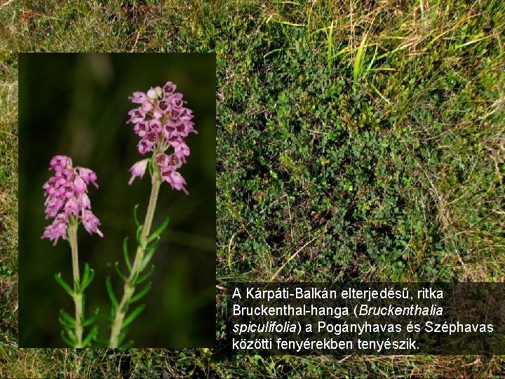A Kárpáti-Balkán elterjedésű, ritka Bruckenthal-hanga (Bruckenthalia spiculifolia) a Pogányhavas és Széphavas közötti fenyérekben tenyészik.