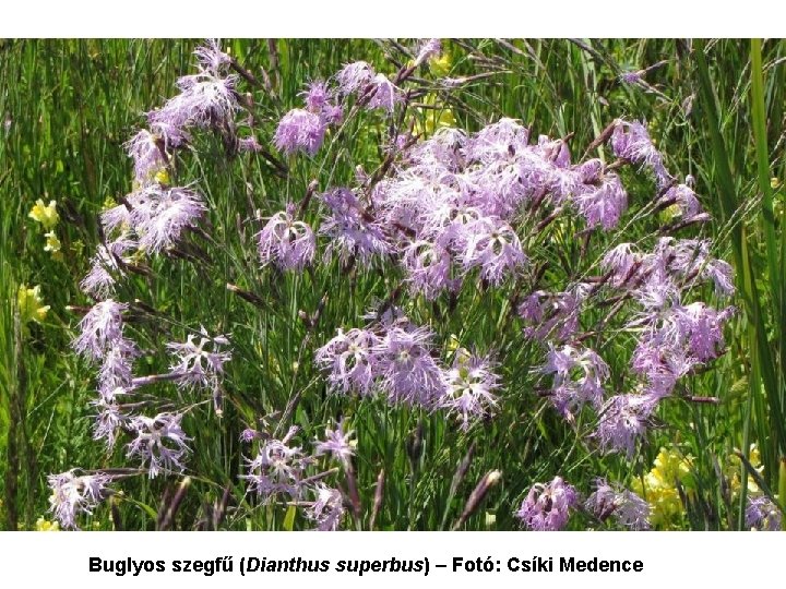 Buglyos szegfű (Dianthus superbus) – Fotó: Csíki Medence 