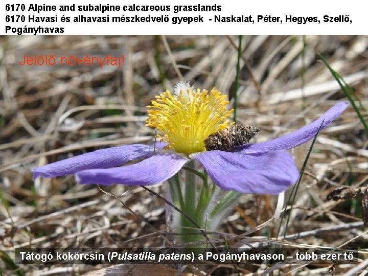 6170 Alpine and subalpine calcareous grasslands 6170 Havasi és alhavasi mészkedvelő gyepek - Naskalat,