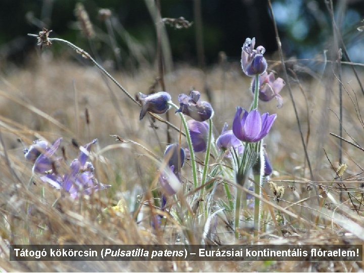 Tátogó kökörcsin (Pulsatilla patens) – Eurázsiai kontinentális flóraelem! 