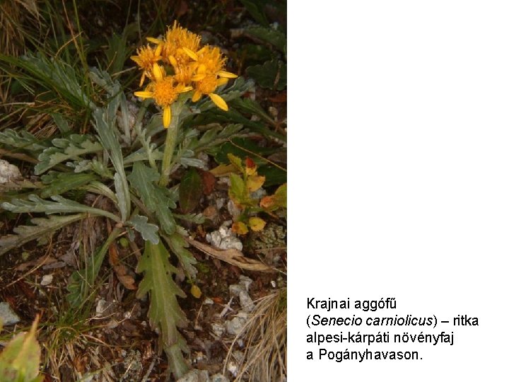 Krajnai aggófű (Senecio carniolicus) – ritka alpesi-kárpáti növényfaj a Pogányhavason. 