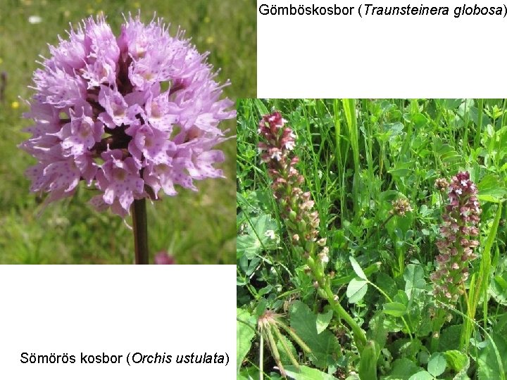 Gömböskosbor (Traunsteinera globosa) Sömörös kosbor (Orchis ustulata) 