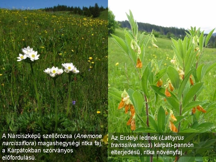A Nárciszképű szellőrózsa (Anemone narcissiflora) magashegységi ritka faj, a Kárpátokban szórványos előfordulású. Az Erdélyi